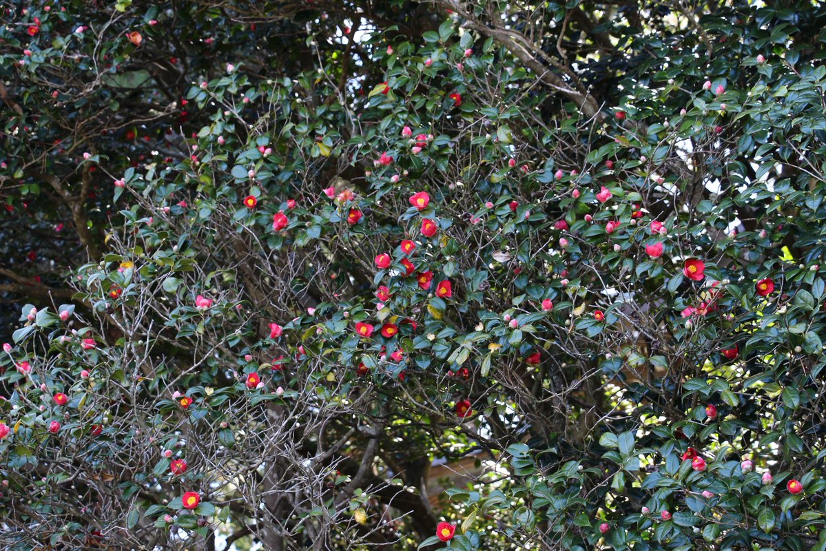 ヨナダ丸⛩巡礼と探訪 tweet media