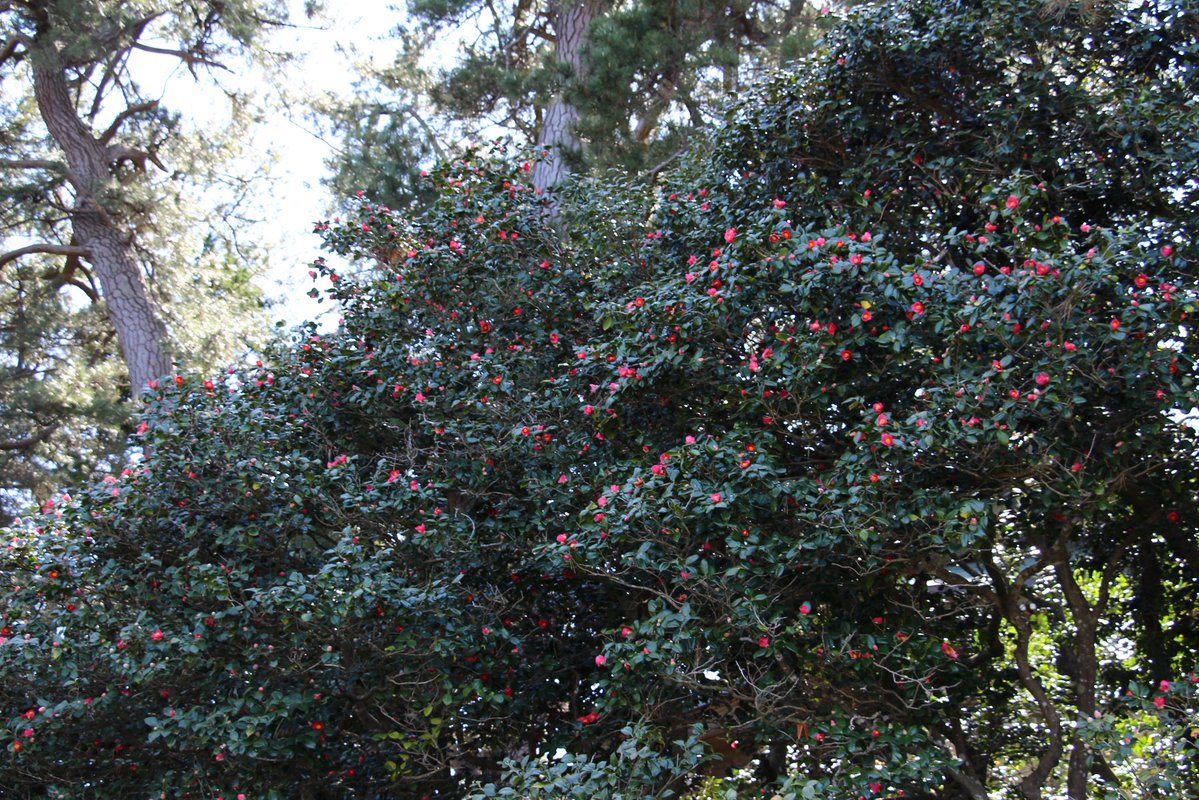 ヨナダ丸⛩巡礼と探訪 tweet media