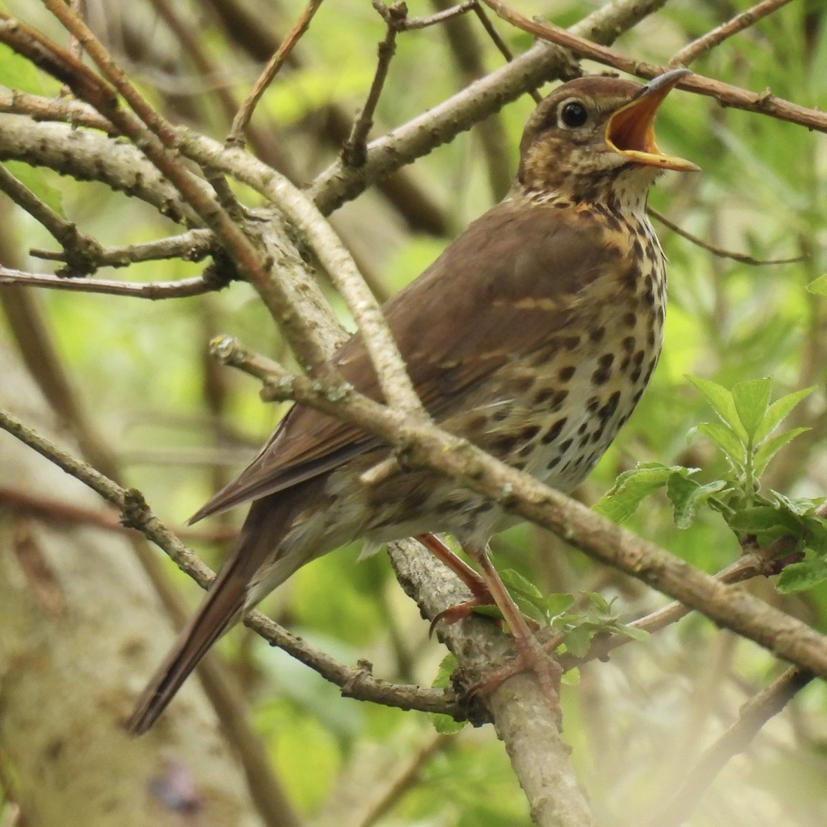 Palumbus_Pics's tweet photo. Singing song thrush #songthrush #birds #naturephotography https://t.co/a2yJVst3HP