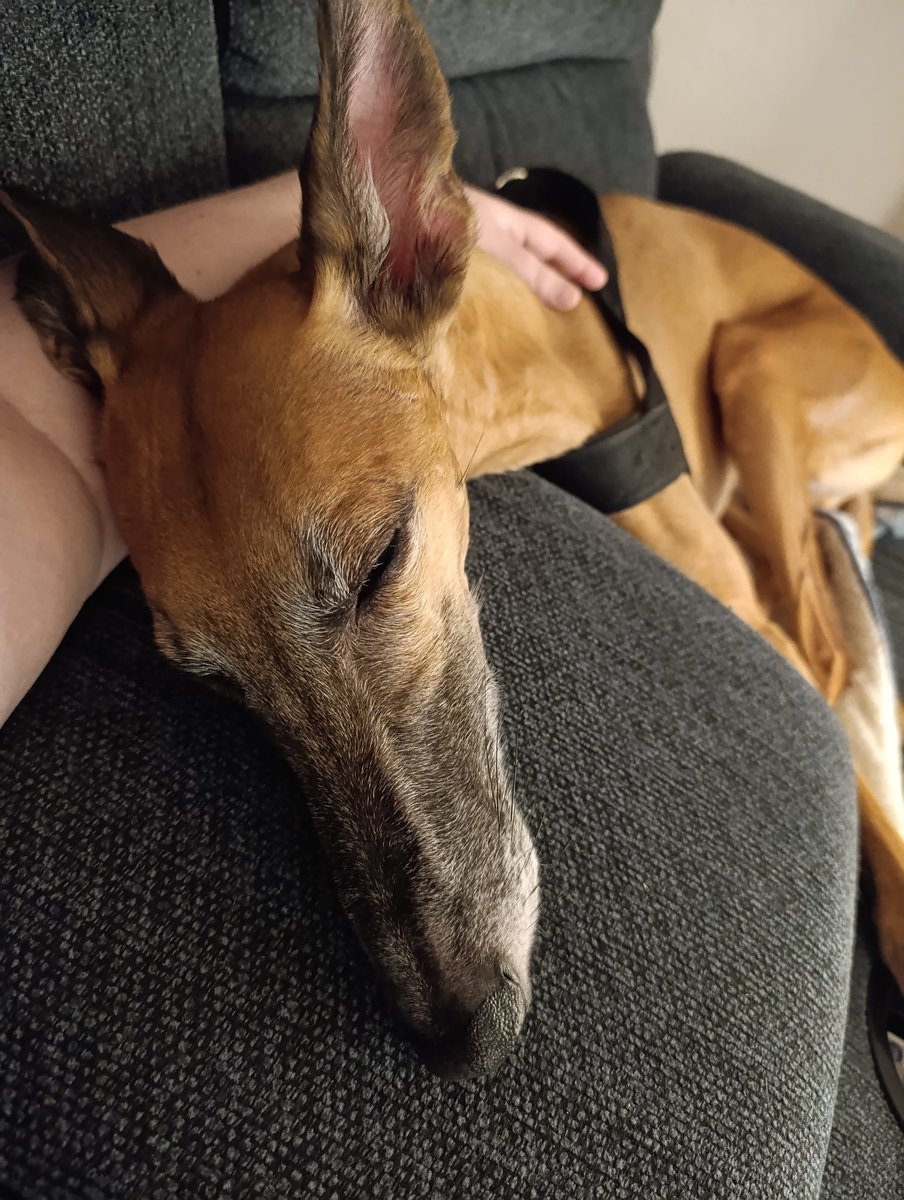 DunklesObst's tweet photo. Wir haben gestern eine reine Herz Entscheidung getroffen und diesen Windhund aus einer schlimmen Haltung raus geholt.
Kleinanzeigen:Er musste "weg"..egal wie,egal wer.
Wir sind da angekommen,Hund wurde uns ohne alles,außer Pass,in die Hand gedrückt.Wir wissen nicht viel von Ihm https://t.co/z7e7qbJRd2