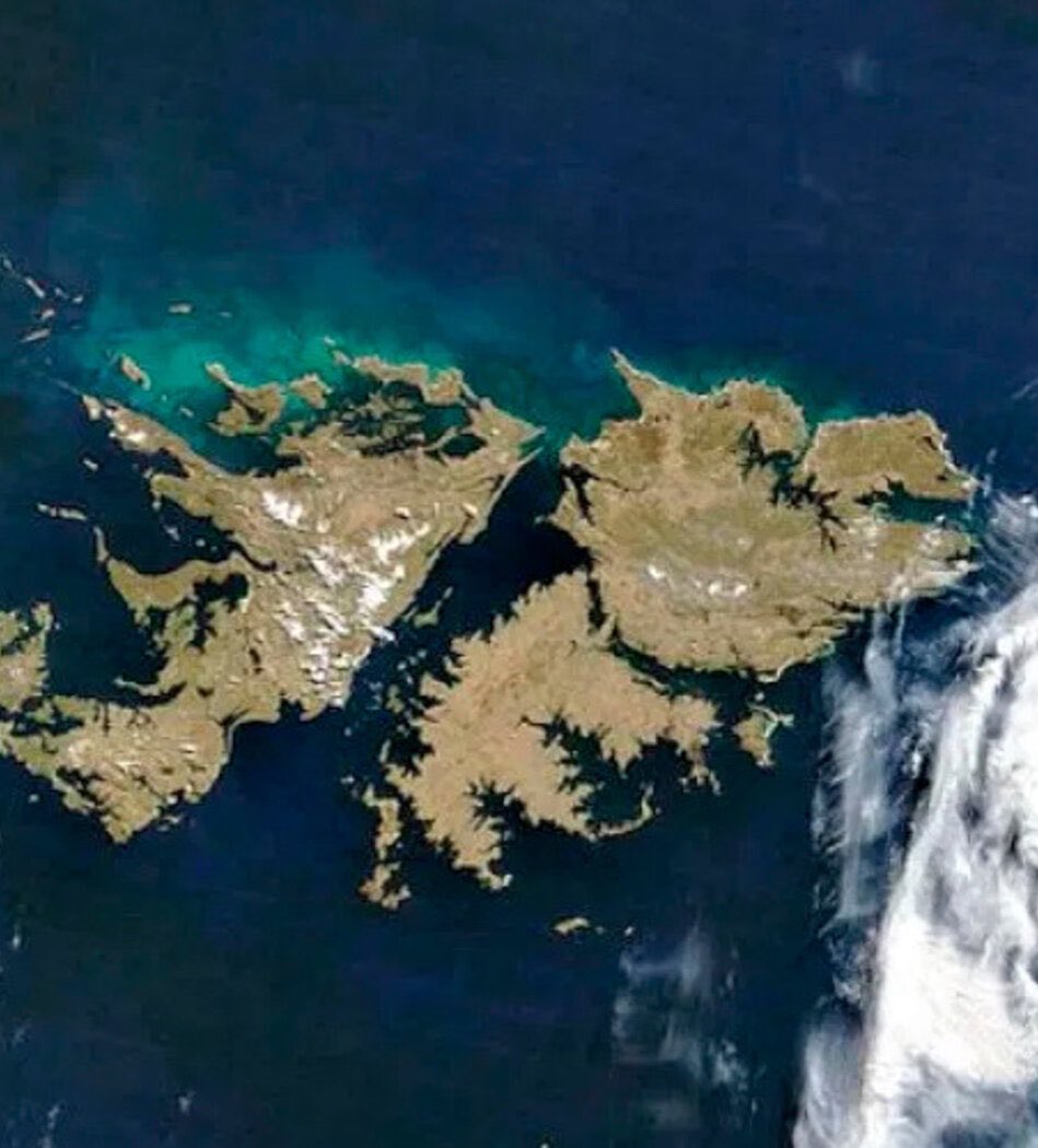 El Trumpista tweet media