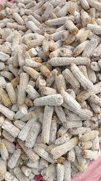 ⒼⓊⓂⒷⒶⓁⓁ tweet media