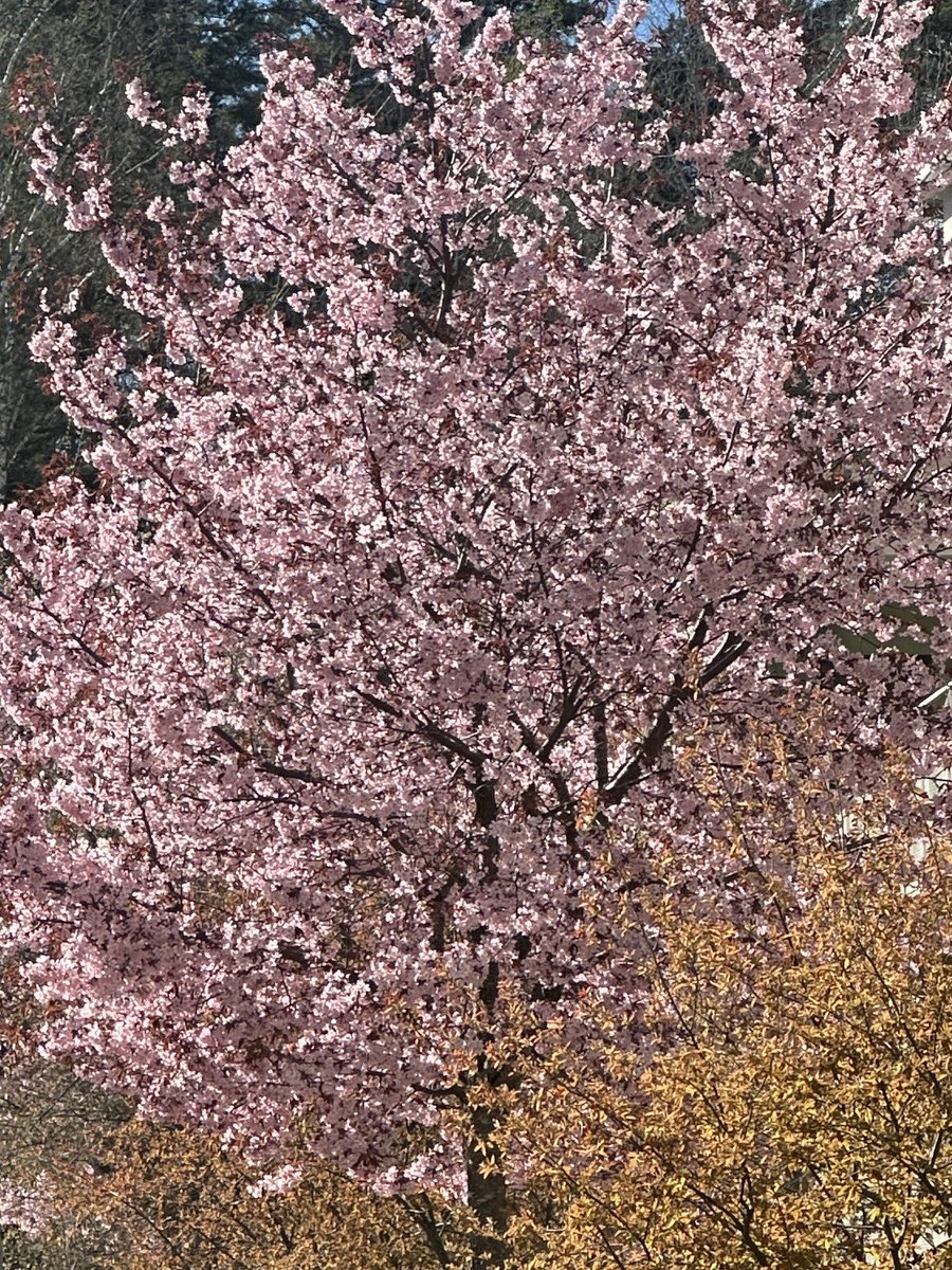 mimmi ࣪˖ ִֶָ𐀔 tweet media