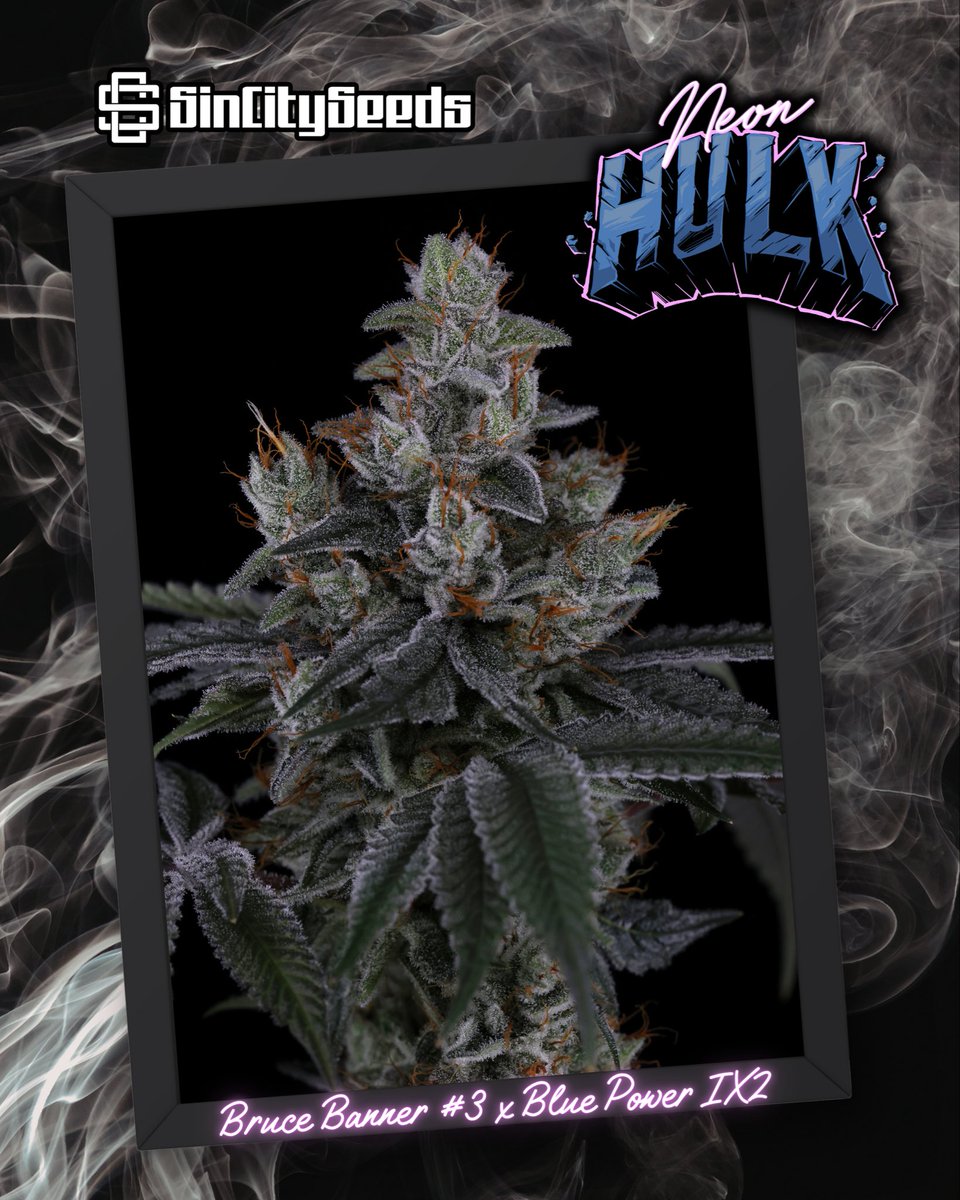 NEON HULK 😎👊
(Bruce Banner #3 x Blue Power IX2)
🚨 GIVEAWAY TIME 🚨

Want to win some new gear!? We are hooking 3 winners up with the new Neon Hulk!

To enter:
1.Follow <a href="/SinCitySeeds/">SinCitySeeds</a> 
2.Repost this image
3.Like + comment

Bonus Entry: Tag a grower 👋

Winners