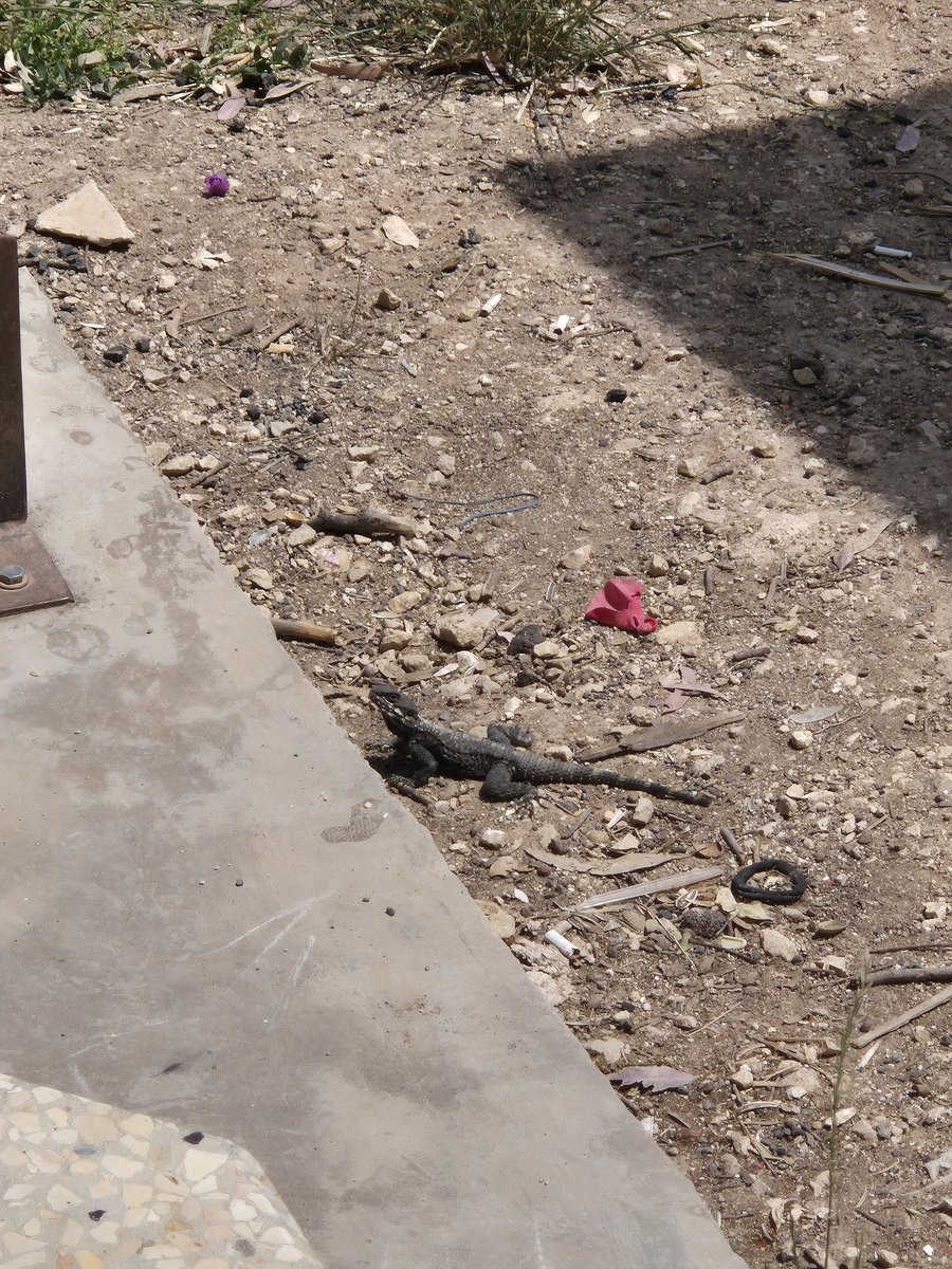 ד. תקווה tweet media