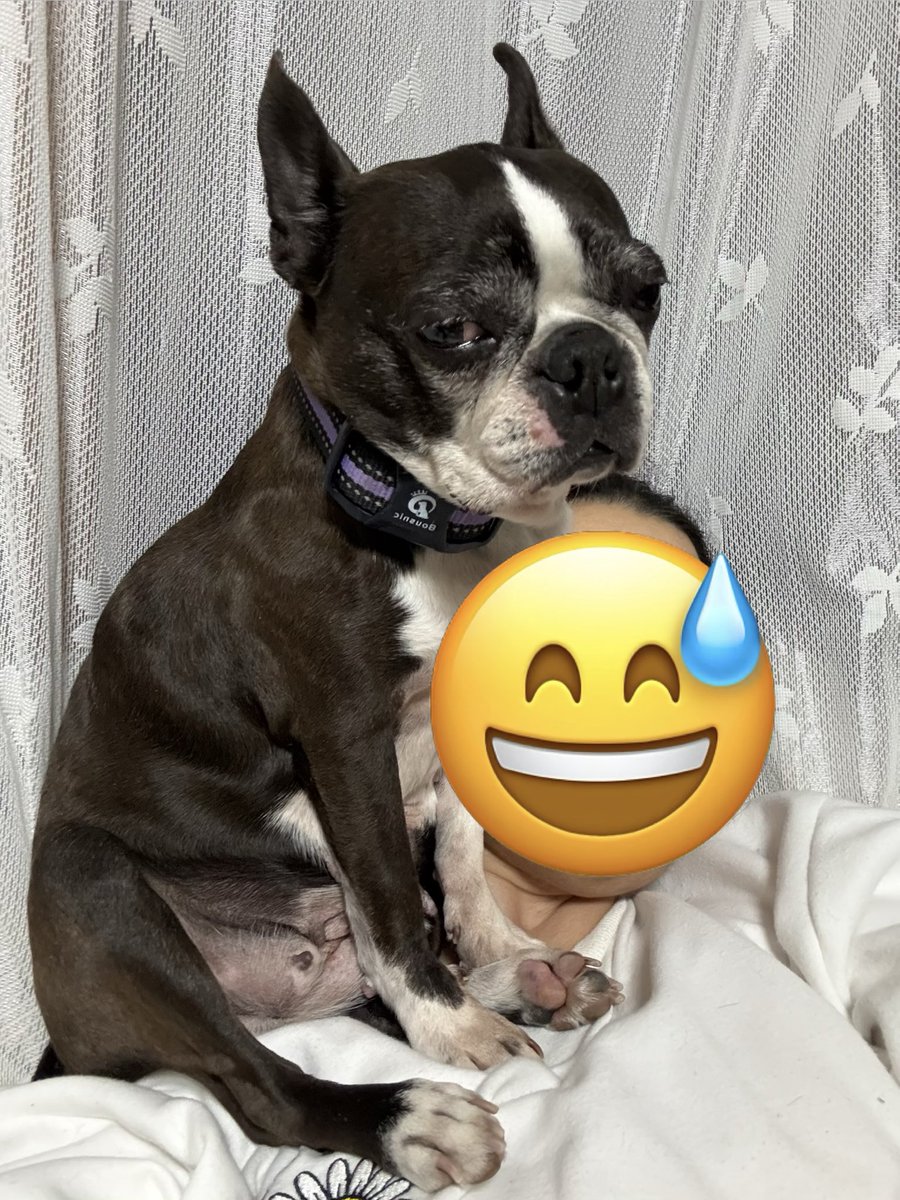 梵との暮らし tweet media