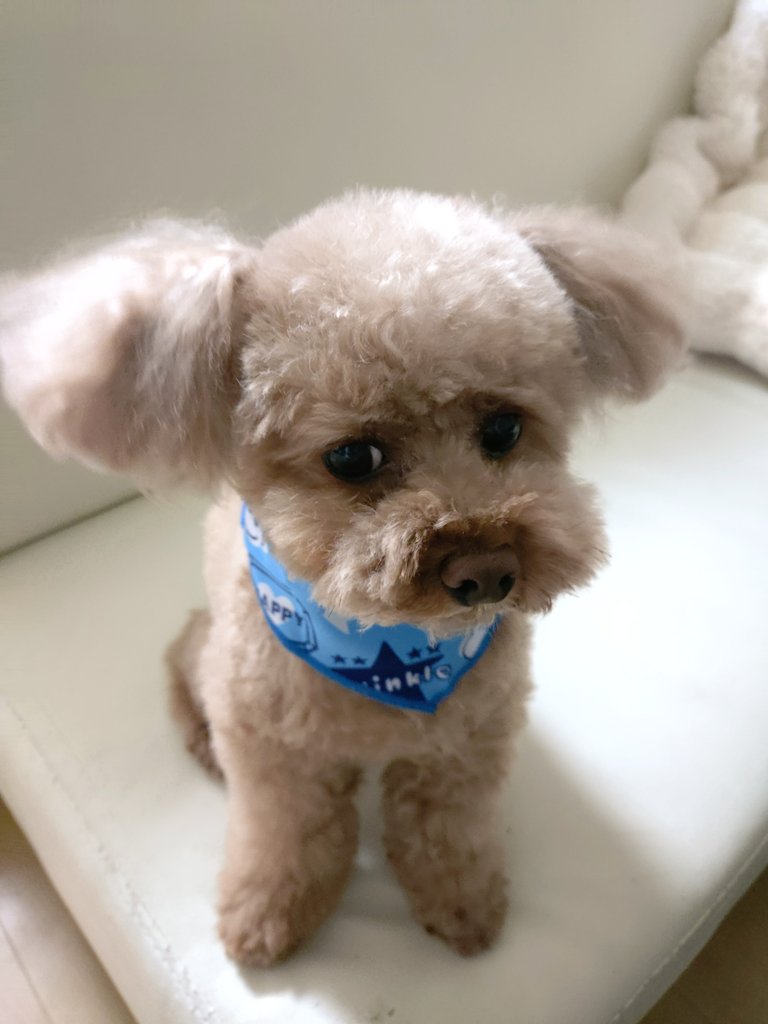 猫にゃん tweet media