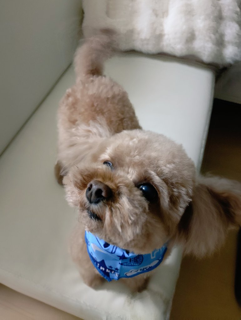 猫にゃん tweet media