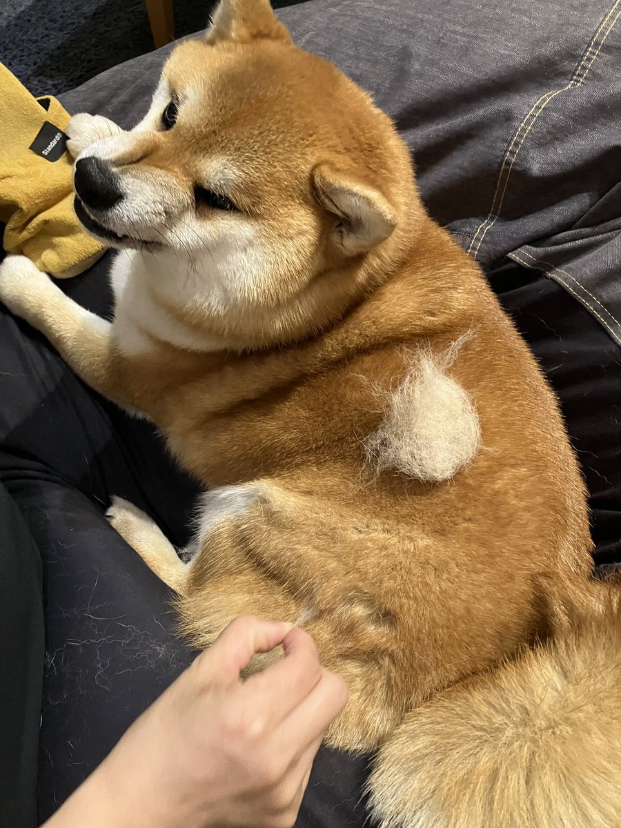 柴犬のココとヨッシーのDIY (@shiba_coco10diy) / Posts / X