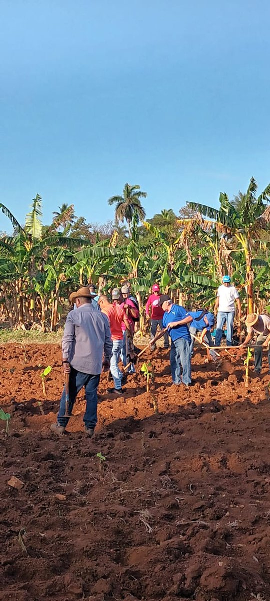 Trabajadores de las Oficinas Auxiliares de la <a href="/AsambleaCuba/">Asamblea Nacional Cuba</a>🇨🇺 desarrollan hoy una amplia jornada de trabajo voluntario en la Cooperativa de Créditos y Servicios (CCS) "Arides Estévez". 

#PoderPopular 
#MiBarrioPorLaPatria