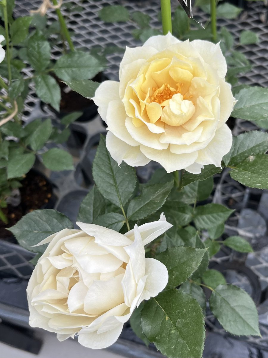 そらたろう tweet media