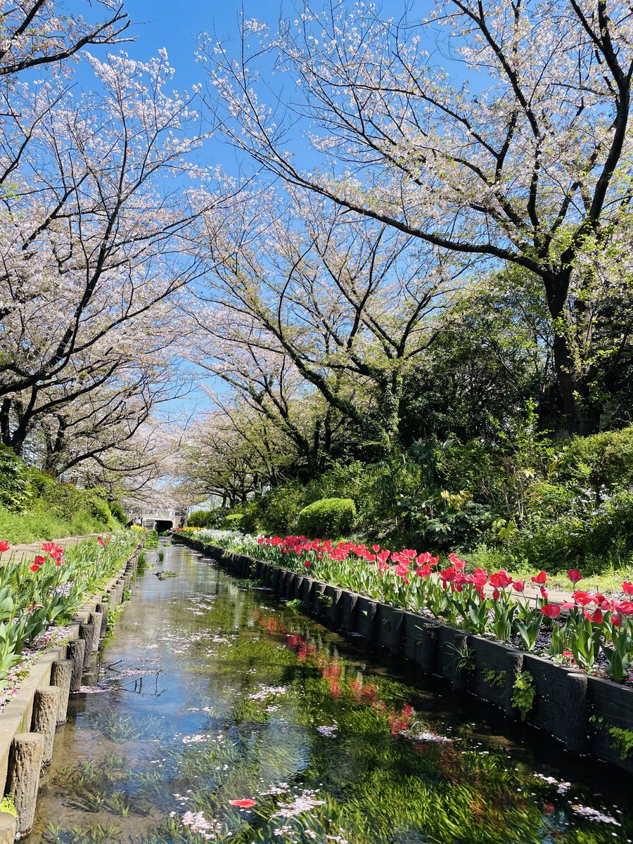 桜に埋め尽くされた小川
#江川せせらぎ緑道
4月8日