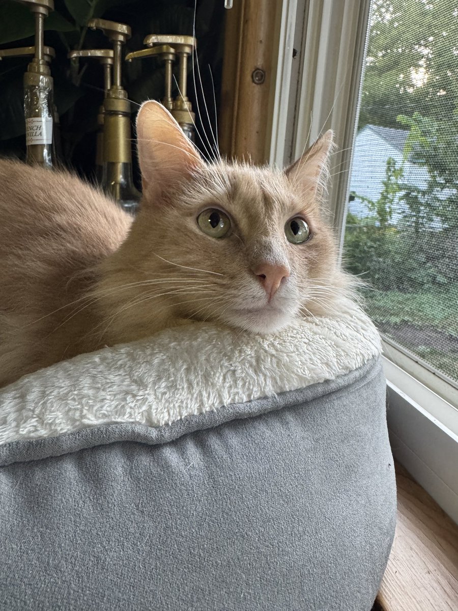 Hoping you have a great Freddie Friday 🧡🧡