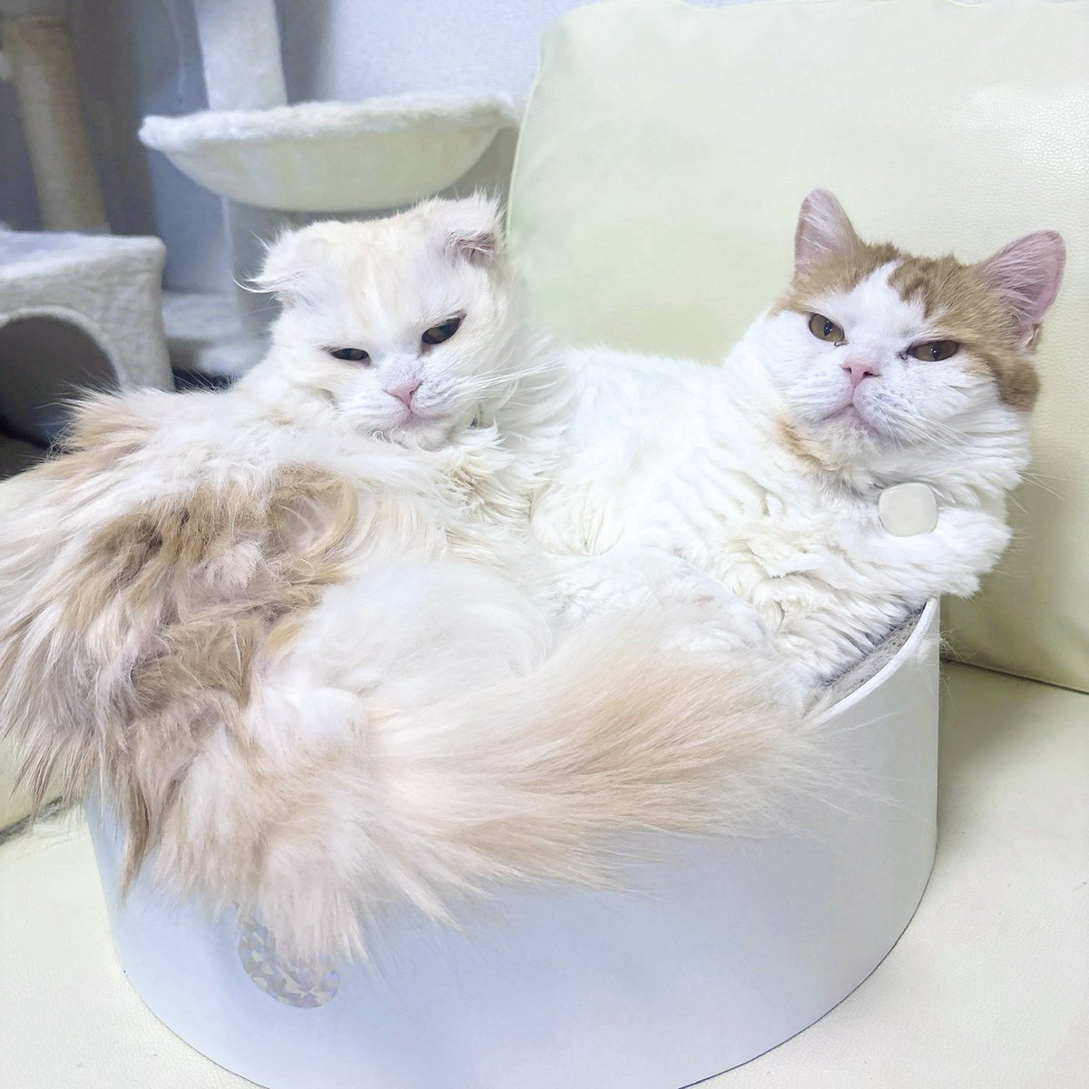 詩羽／KAWAII CLUB tweet media