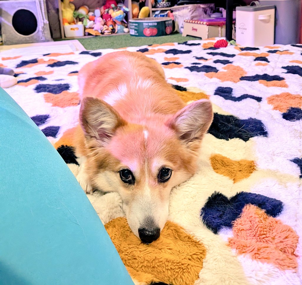 柴犬スティーブch【ｺｰｷﾞｰと猫を添えて】@YouTube tweet media