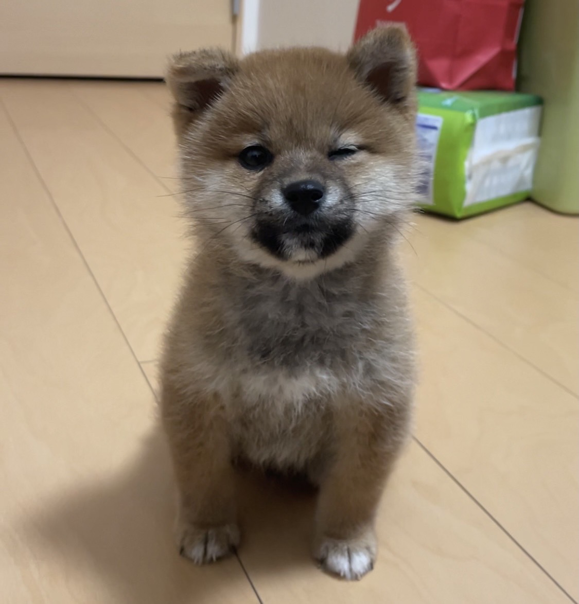 なんとたまらないハッシュタグ🤤
さくぼーの赤ちゃん👶時代を👊

#春のパピー柴犬祭2026