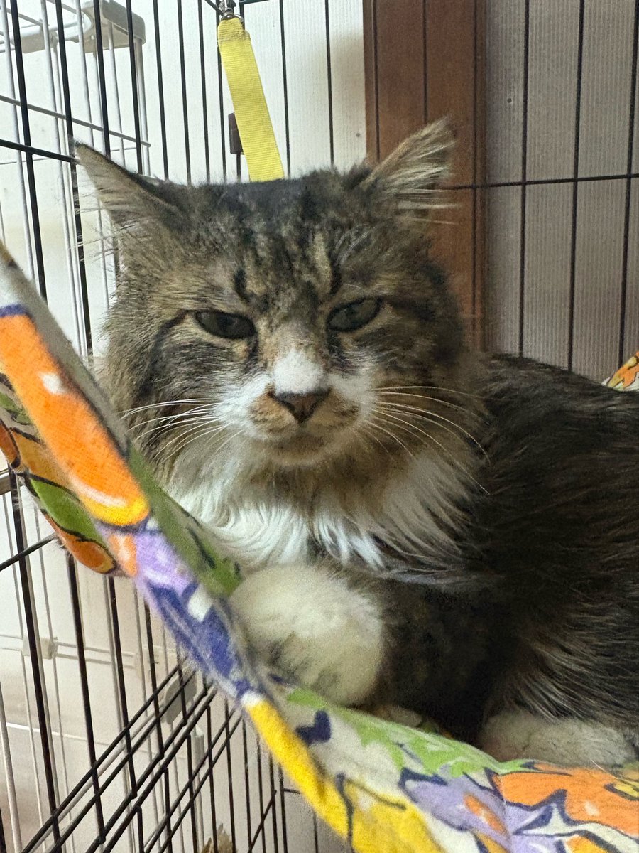 ミヤネコ(宇都宮大学保護猫サークル) tweet media