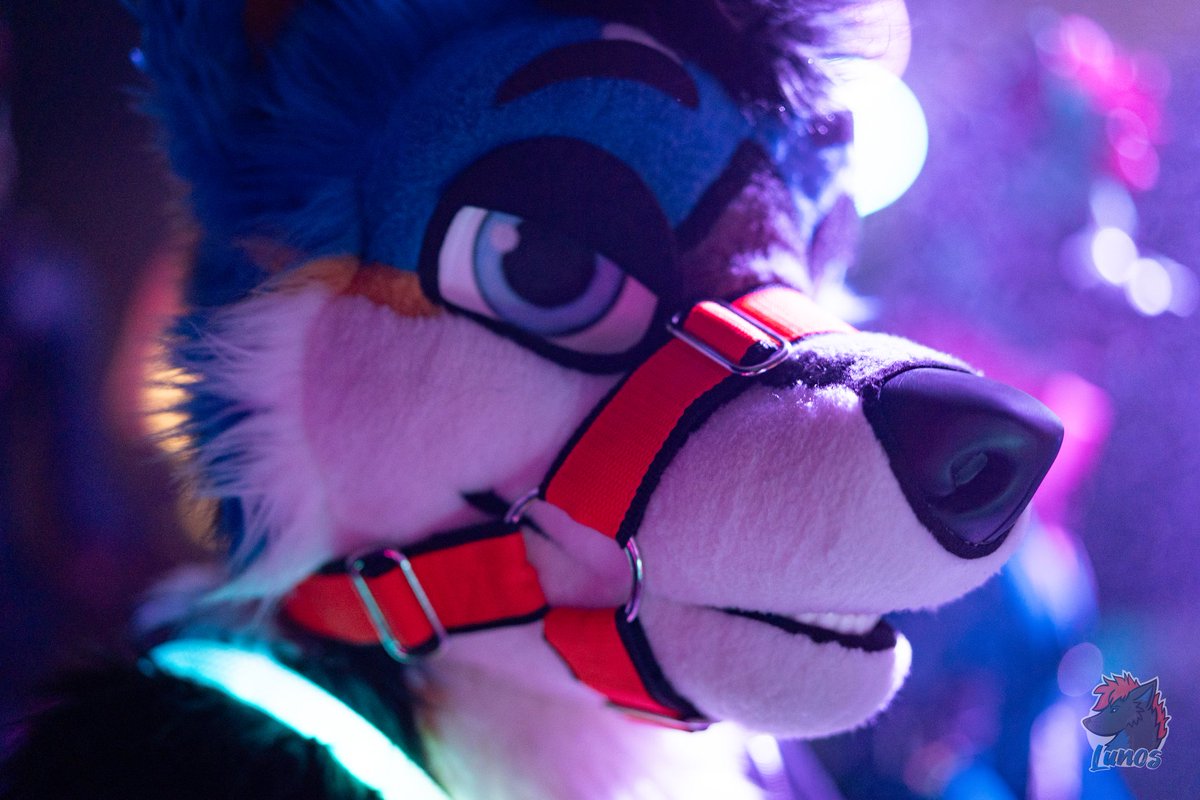 Nexus the Jackal tweet media
