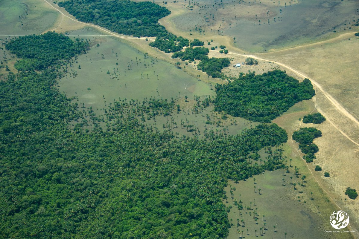 Fundación para la Conservación y el Desarrollo tweet media
