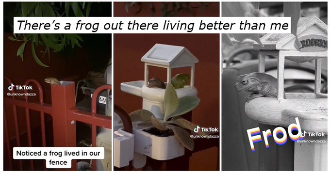 ThePoke's tweet image. This stand-up guy went all Amphibian Grand Designs for the frogs in his garden, and it’s just lovely #SaveTheFrogsDay #Recap 
thepoke.com/2025/02/05/sta…
