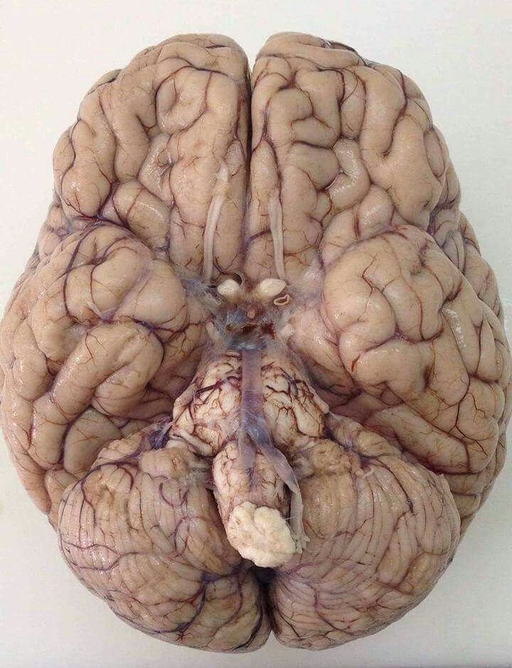 NAGEXDr🖤🤍 tweet media