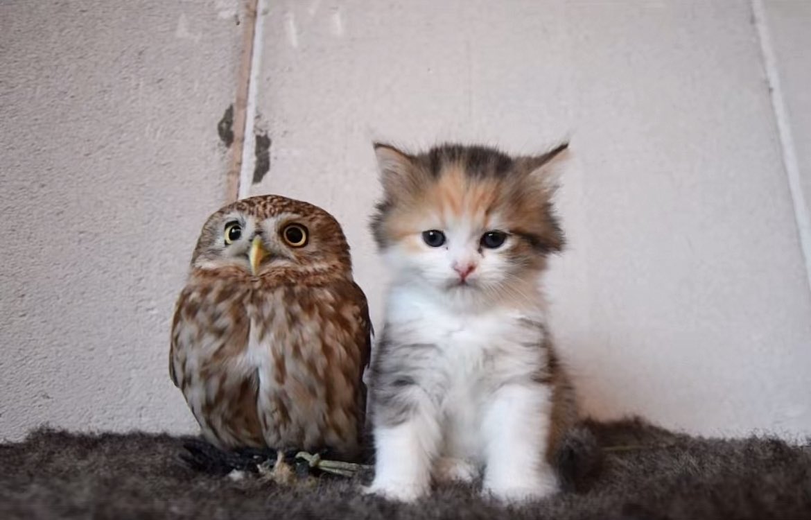 meowl real tweet media