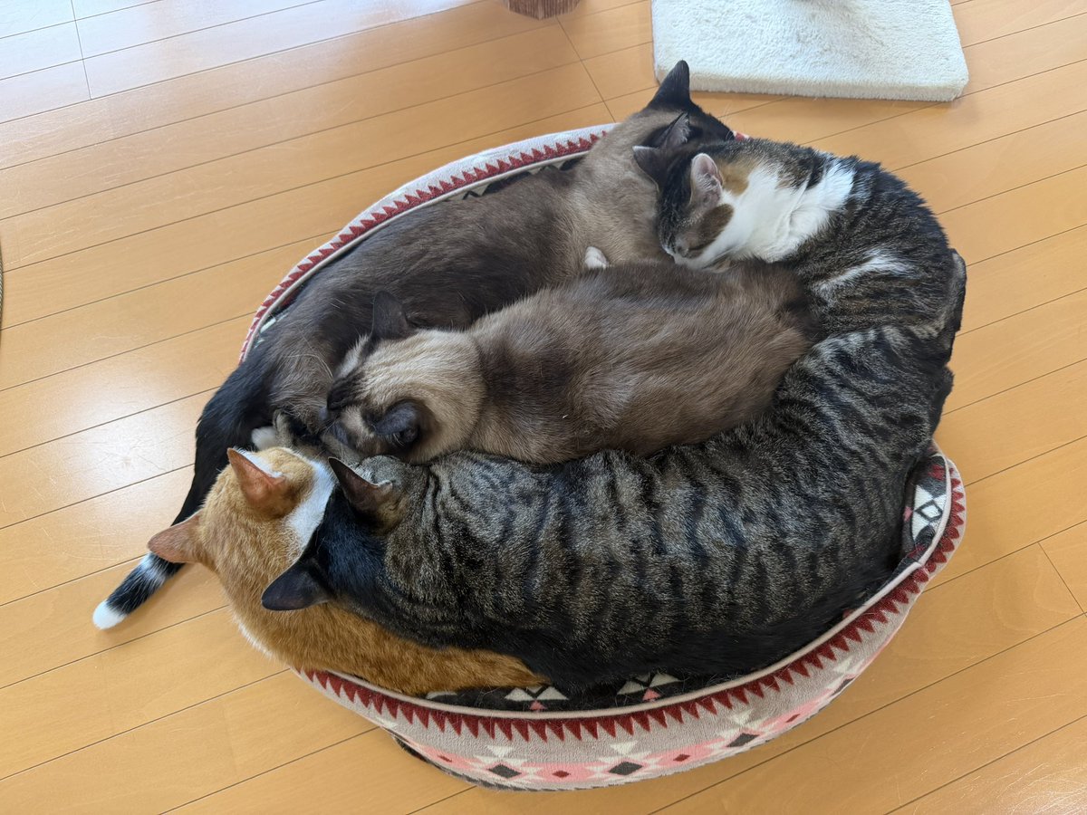 猫カフェ福ねこ@福井 tweet media