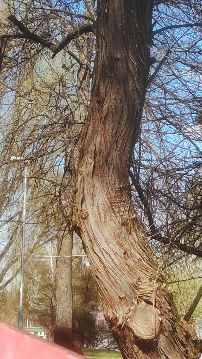 ⋆. 𐙚˚࿔ ⱽⁱᵒˡᵉᵗ ᵃⁿᵈ ᴱᶻʳᵃ ᵒᶠ ˢᴴᴱᴰᵀᵂᵀ 𝜗𝜚˚⋆ tweet media