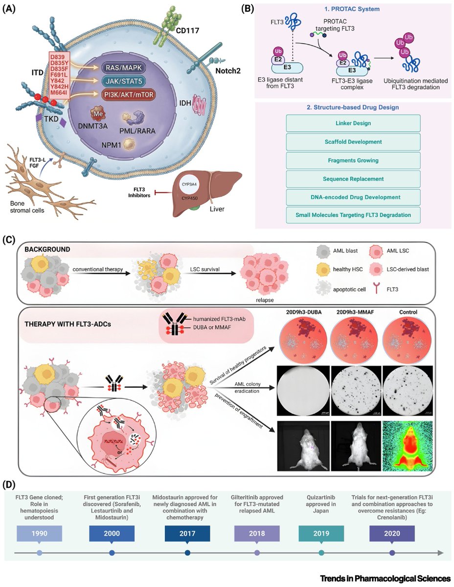 smbenlazar's tweet image. Evolving paradigms in targeting FLT3 for acute myeloid leukemia therapy cell.com/trends/pharmac…  #AML #leusm