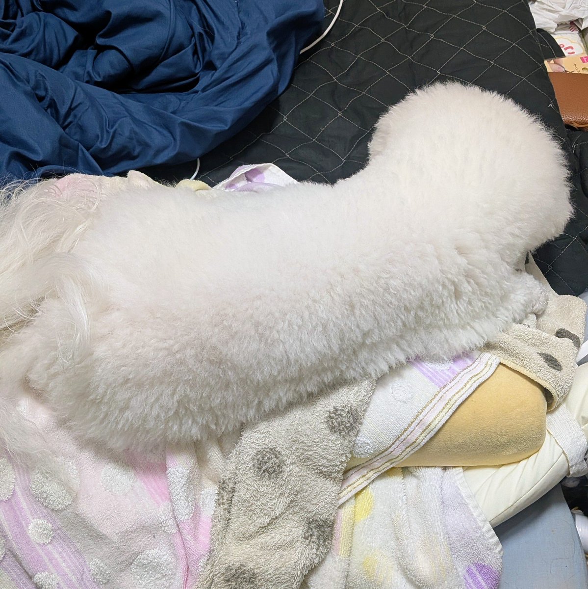 にこ🐶自称所沢のアイドル犬 tweet media