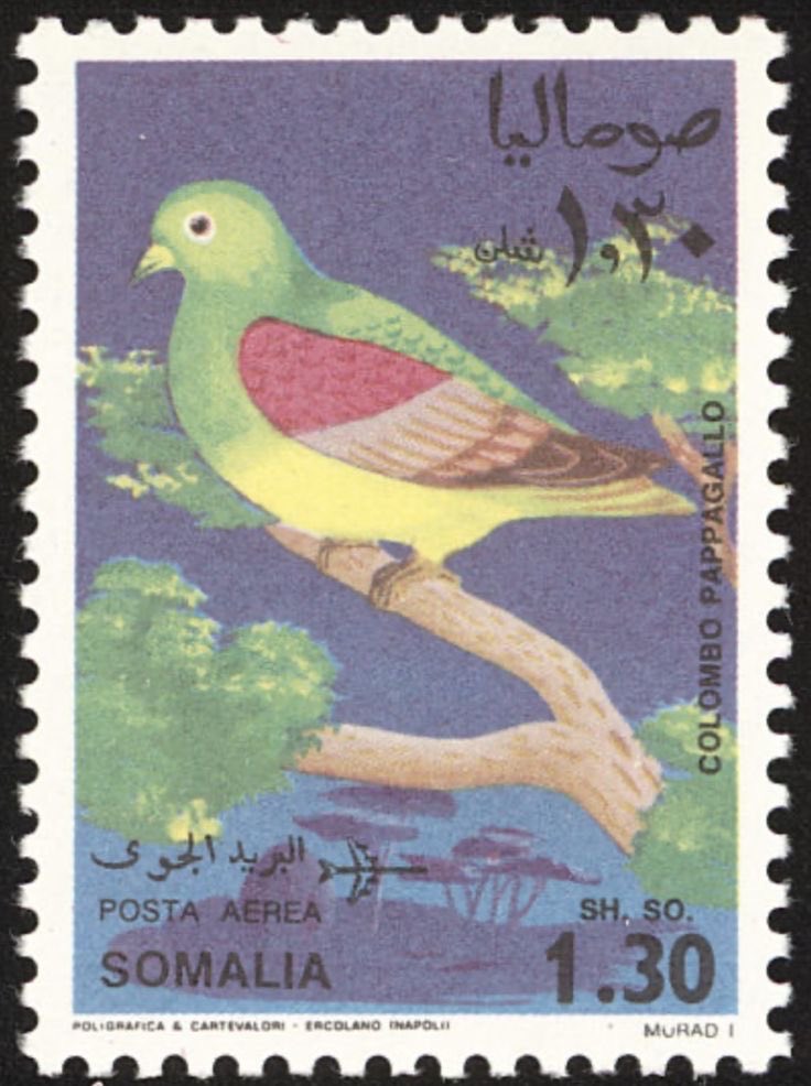 Somali Visuals ☆ tweet media