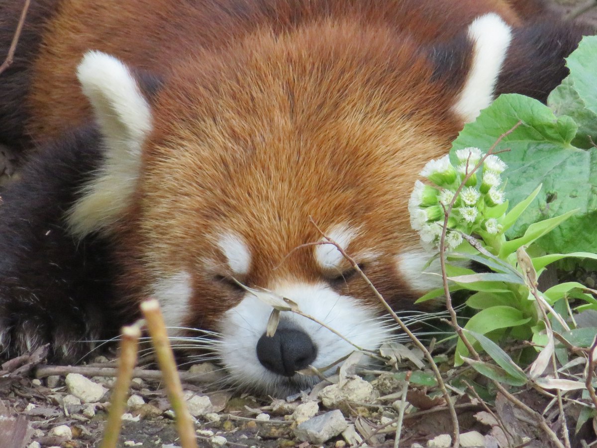 ( ˘ω˘)ｽﾔｧ
#レッサーパンダ #円山動物園 #redpanda #zoo