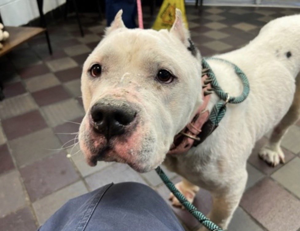 MyBoxerLuvMac1's tweet image. 💔Milky White💔
#NYCACC #251998 10y
▪️ReListed TBK: 4/25💉 
#RescueOnly

Precious, sweet SR angel's 💔, in scary shelter, listed 4 medical.
Has hypothyroidism, skin/ear issues,anemia &amp;amp; CIRDC😭
Malnourished, fearful, poor darling feels safest inside her kennel!
Needs outside MD,