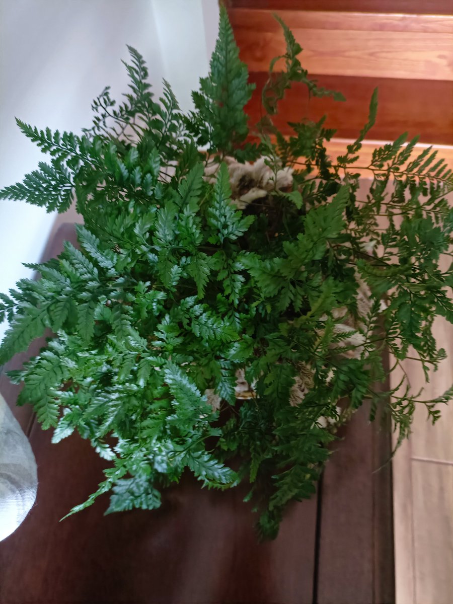 Sylvie NYC  tweet media