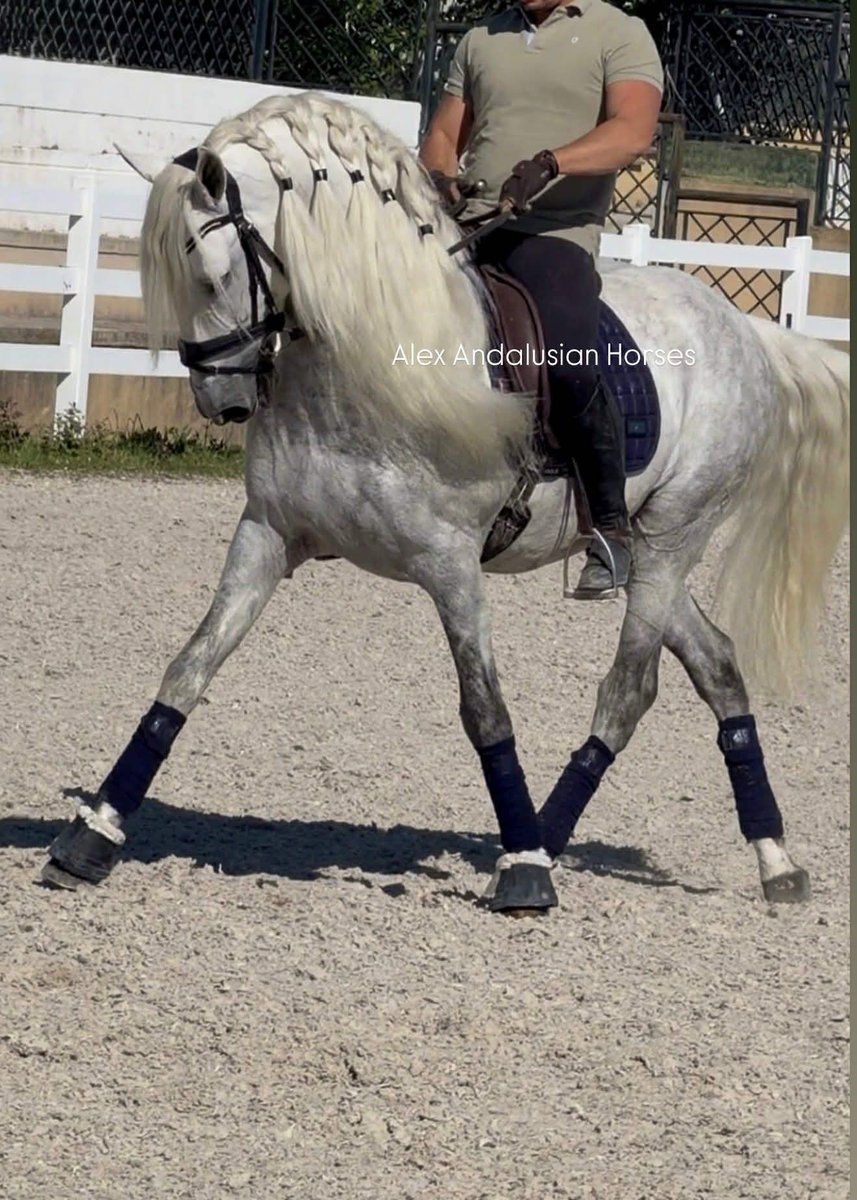 ehorses_com's tweet image. Elegant PRE stallion 🐎 with stunning white coat, perfect for alta escuela mastery 🌟

🔗 c-de.co/XBMxA

#ehorses #pre #dressagehorses #stallion #white #horselove #horse #horses #horselover #foundonehorses
