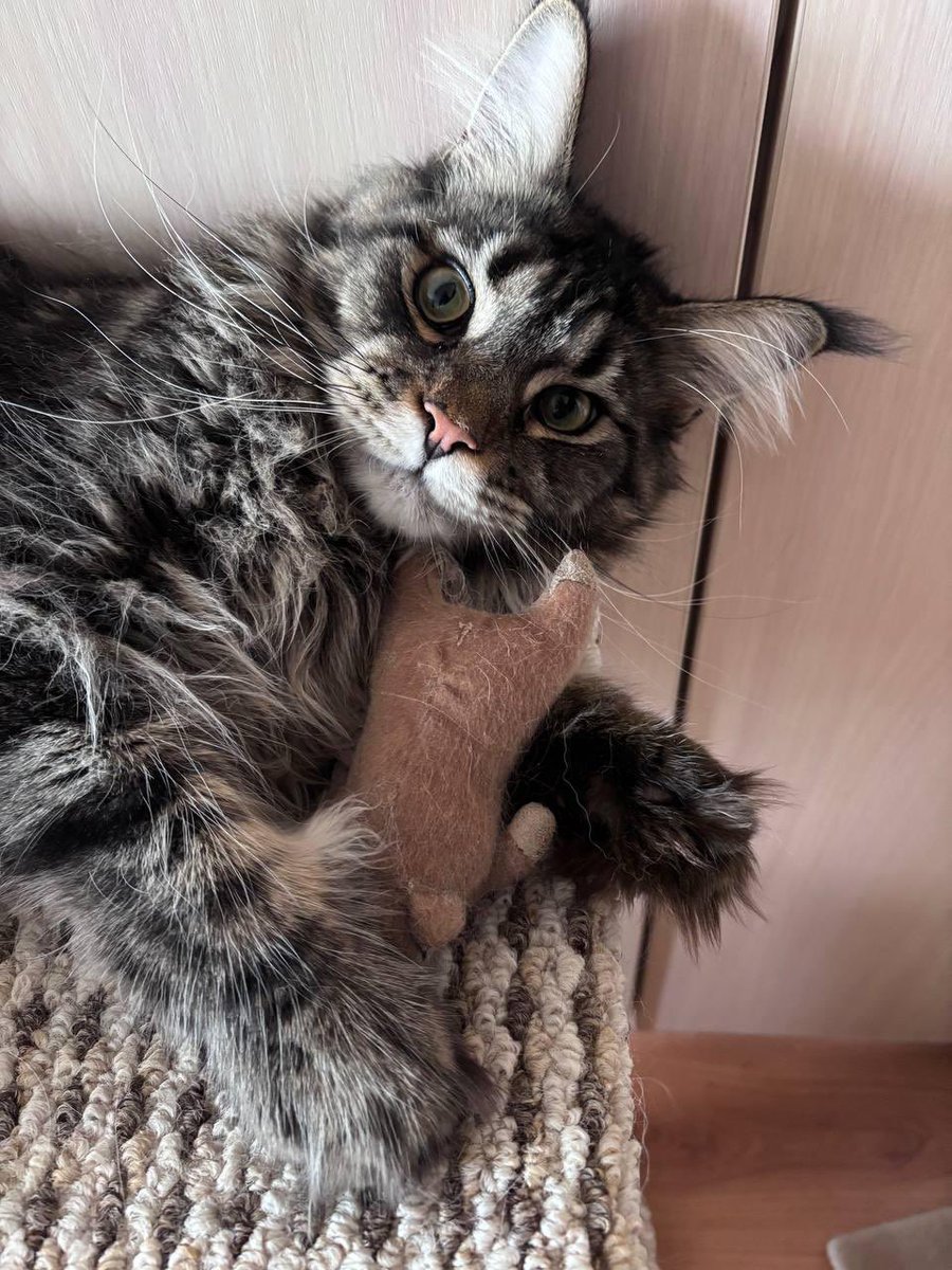 amatol.blog tweet media