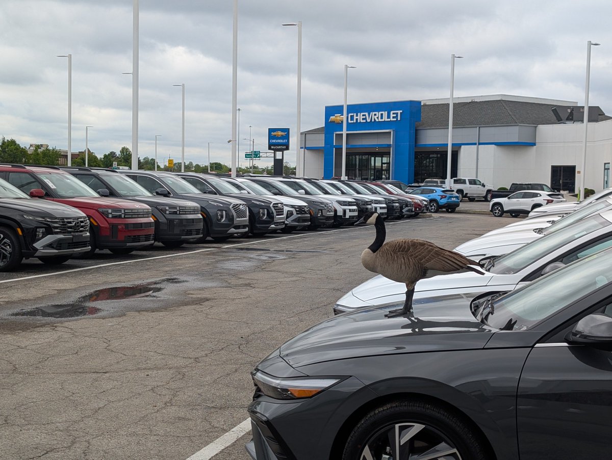 McCarthy_Auto's tweet photo. What a silly goose 

#McCarthyAutoGroup #McCarthyChevrolet #ChevyOlathe #Chevrolet #SillyGoose #Chevy #Majestic #Goose https://t.co/4mU5jzonxS