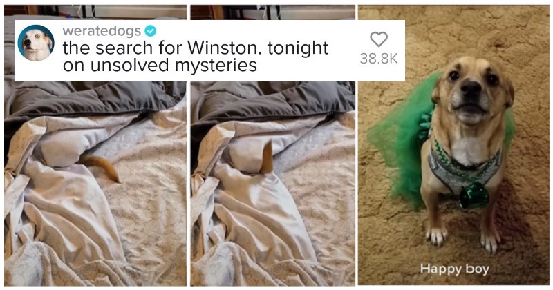 ThePoke's tweet image. Winston the rescue dog isn’t as good at hiding as he thinks he is. #Recap 
thepoke.com/2022/01/14/win…