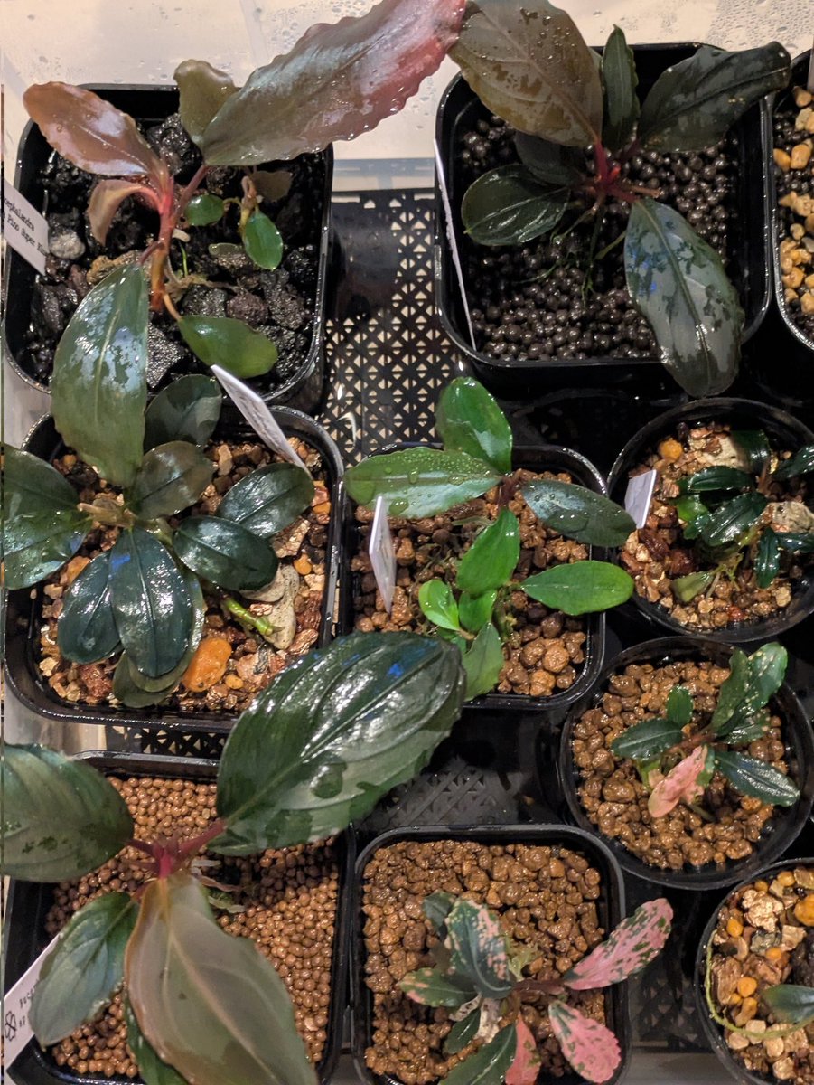keiponaQua's tweet photo. #ブセファランドラ
#bucephalandra

お疲れさまです。
仕事終わりに水通し♪
メネデールを薄めてあげましたが、どうでしょうか⋯(?_?)
やつと土日ですね〜ヽ(´ー｀)ノ https://t.co/X7Jjm5lQbT