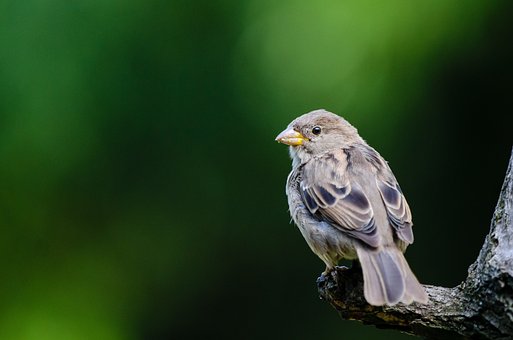 gayle_olson's tweet image. I just published a new post on my  @buymeacoffee Go #Birding Day
buymeacoffee.com/gocybernaut/go…