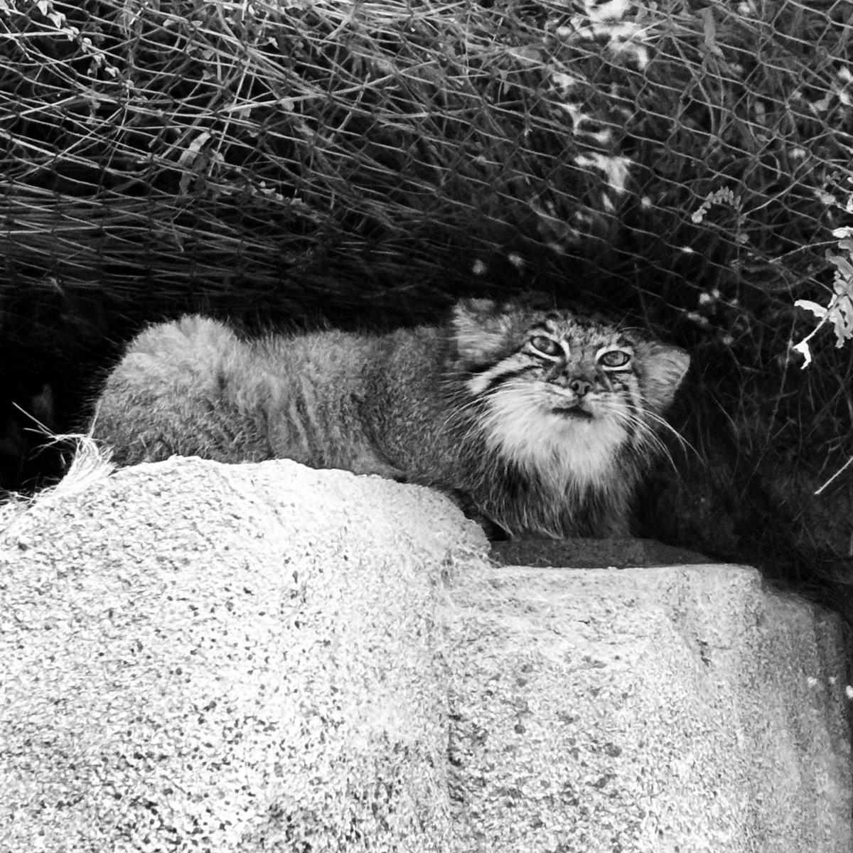 ryosait0's tweet photo. 今日は遠足で動物園でしたが、明日は名古屋でライブです。
初めましてのMusicBar BOBで、大阪で出会い今回呼んでくれたJSP、そしてその縁を繋いでくださった栗田さんと一緒の胸熱会🔥よろしくお願いします！

カメラを向けたらガン飛ばしてきたマヌルネコを添えて。 https://t.co/uNnqvEgE3X