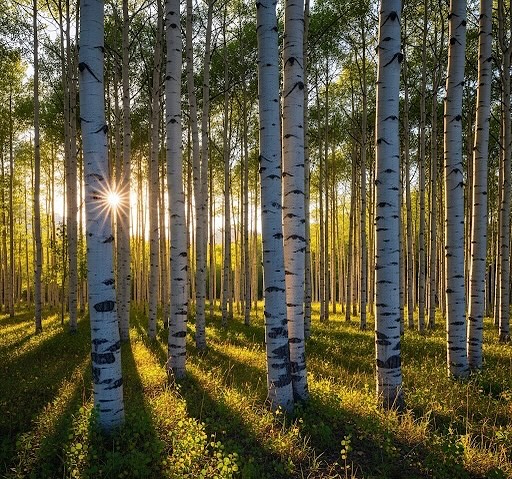 gmfaspen's tweet image. Celebrate #ArborDay! 🌳 Did you know Aspen groves share a single root system, making them one of Earth’s largest organisms? Their iconic white bark is a signature of life in #Aspen. ✨

📸: @expouserflash (on IG)

#ColoradoLiving #MountainLife