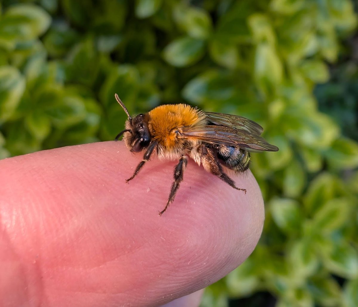 RayofSoleil's tweet photo. @StevenFalk1  A. fulva or A. nitida?
Maybe it's not furry enough for fulva? https://t.co/PSaZZzj31w