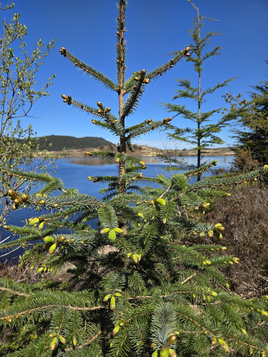 GingerM1ke's tweet image. Clear blue skies for an afternoon walk in #Conwy No swimming unfortunately as there were people fishing, and I was told swimming is prohibited (no signage tho 🤷) 
#TreeClub @WoodlandNomad @virtuallysoph 🌳