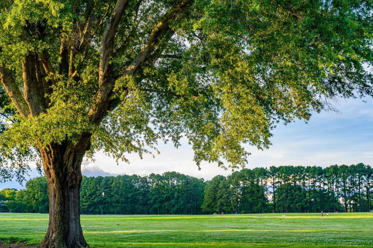 Dix Park tweet media