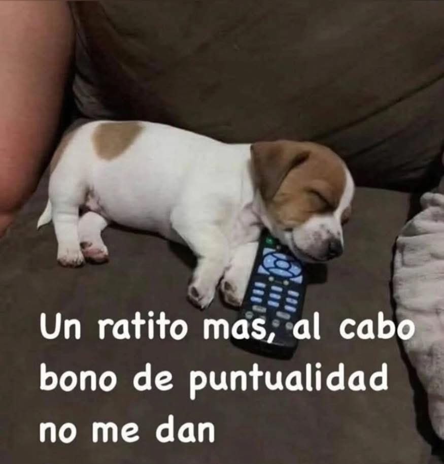 Dilo con perritos tweet media