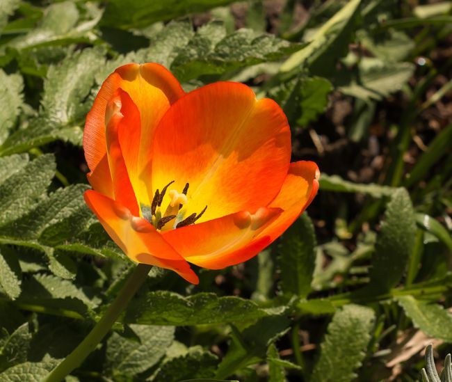 MomentsintheG's tweet image. My late tulip collection.  #tulips #springbulbs #springflowers #springgarden #momentsinthegardenphotography