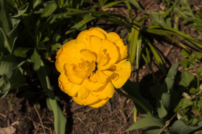 MomentsintheG's tweet image. My late tulip collection.  #tulips #springbulbs #springflowers #springgarden #momentsinthegardenphotography