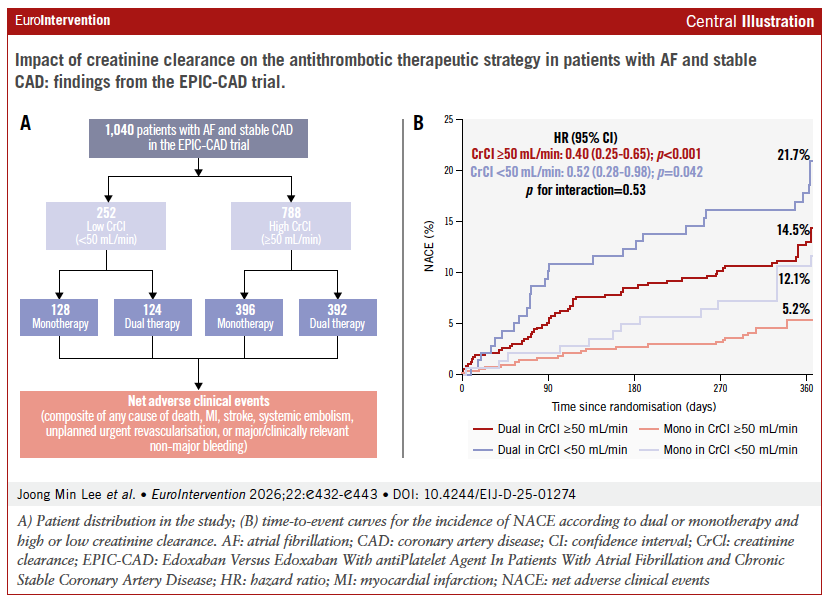 EuroInterventio's tweet image. In patients with AF and stable CAD, impaired renal function is associated with higher ischaemic and bleeding risk. 
Edoxaban monotherapy reduces net adverse clinical events compared with dual therapy, irrespective of renal function. #cardiology 

🔗eurointervention.pcronline.com/article/impact…
