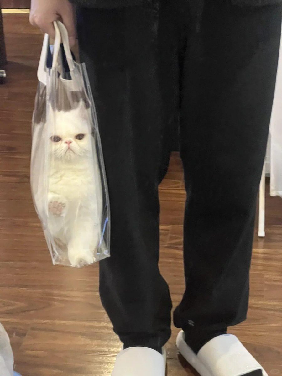 Cat 🐈 tweet media